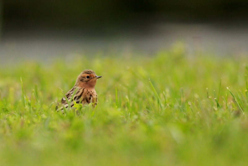 Red-throated Pipit