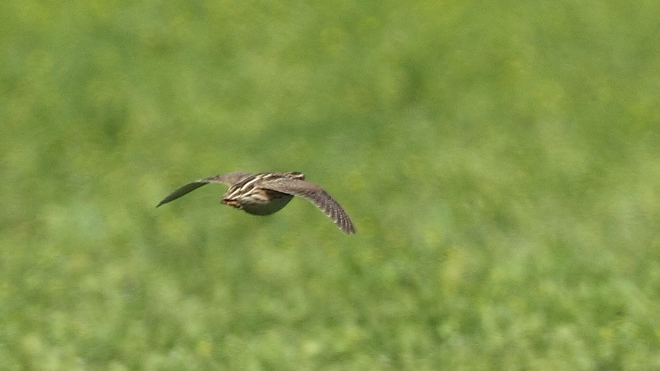 Common Quail