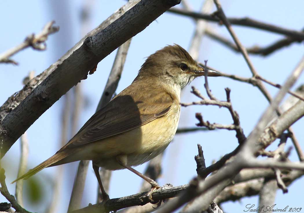 Great Reed Warbler