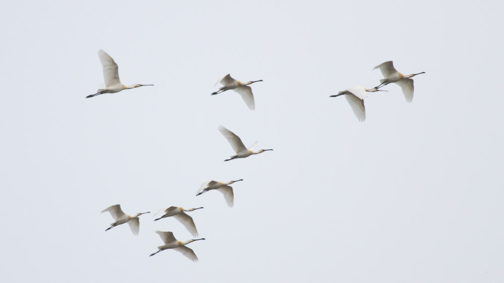 Eurasian Spoonbill