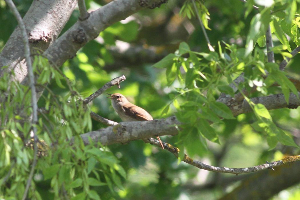 Common Nightingale