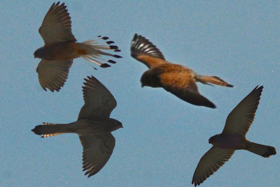 Lesser Kestrel