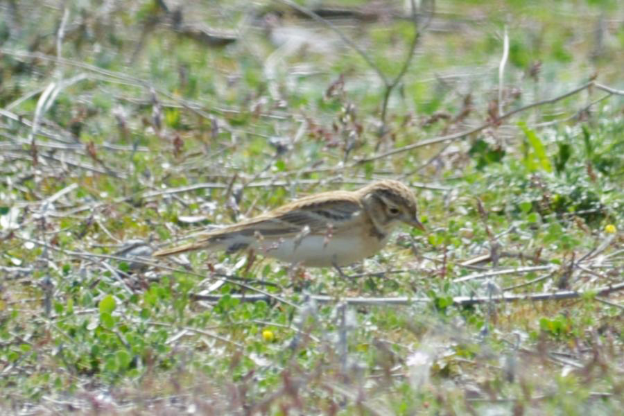 Greater Short-toed Lark