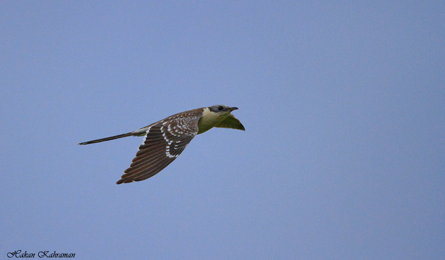 Great Spotted Cuckoo