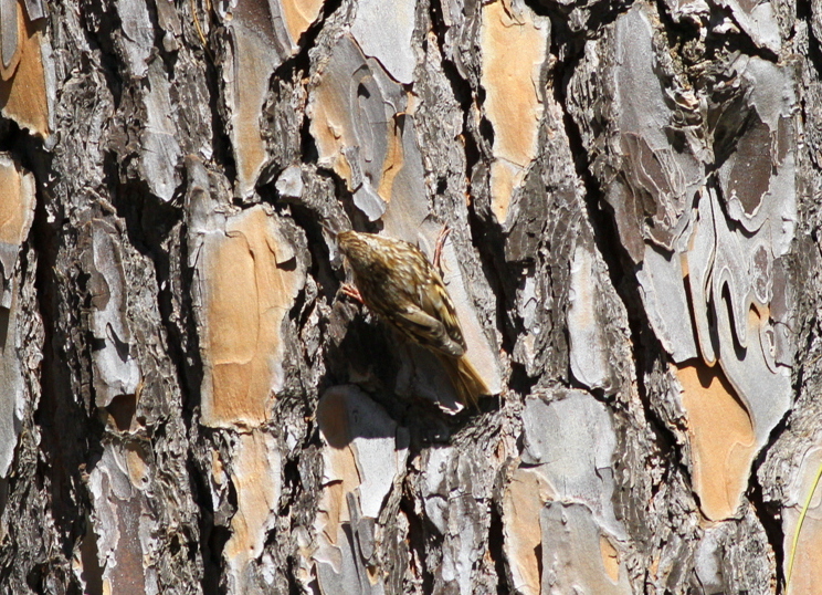 Short-toed Treecreeper