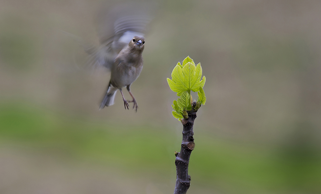 Common Chaffinch