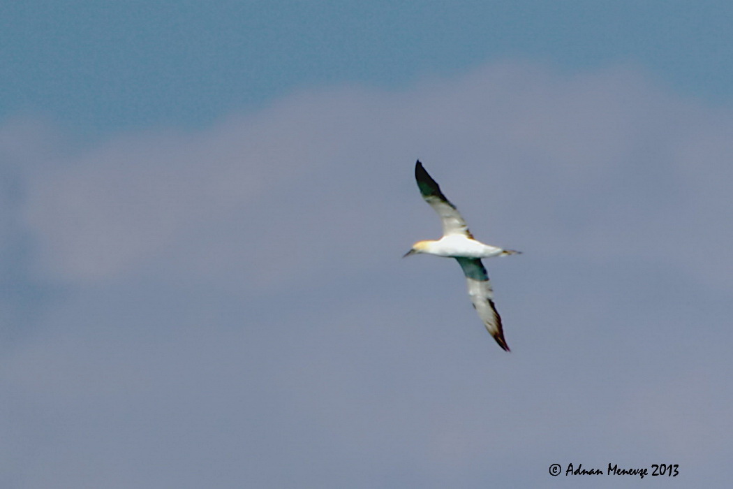 Northern Gannet