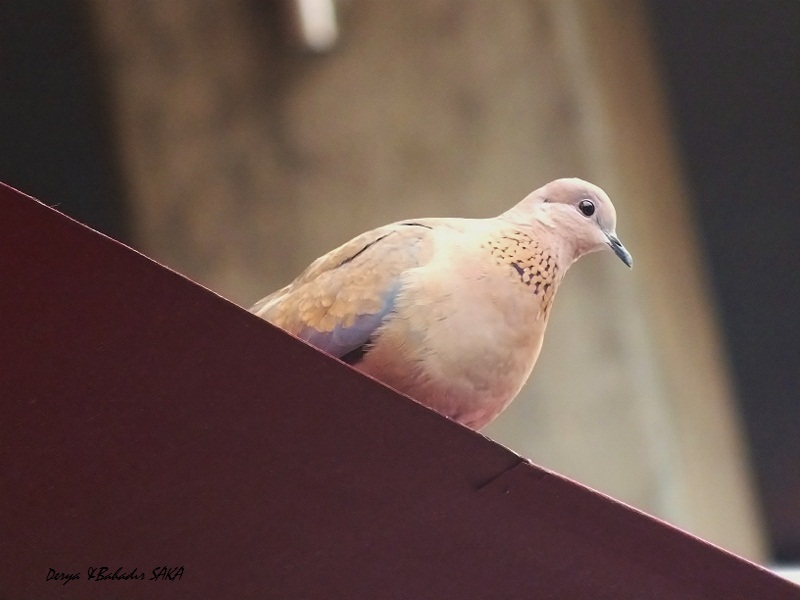 Laughing Dove