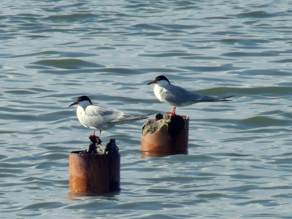 Common Tern