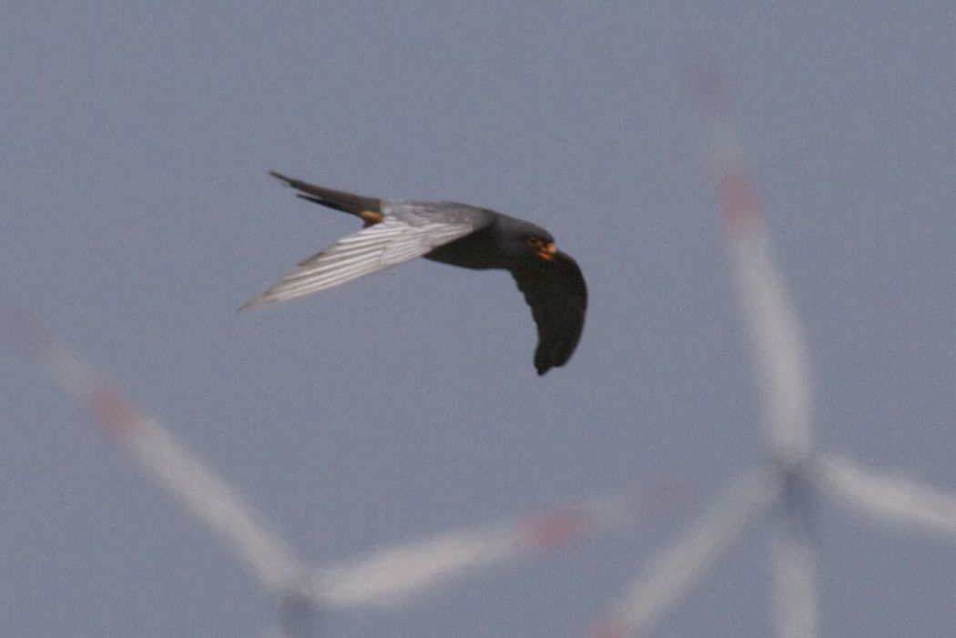 Ala Doğan