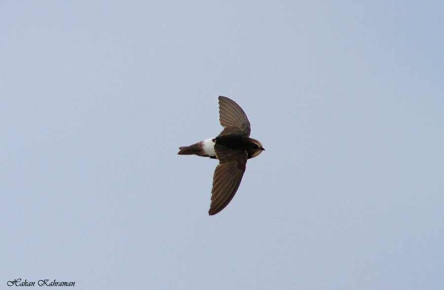 Little Swift