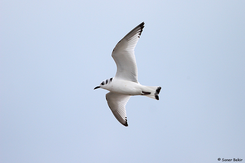 Black-legged Kittiwake