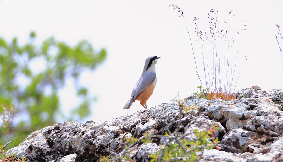 Eastern Rock Nuthatch
