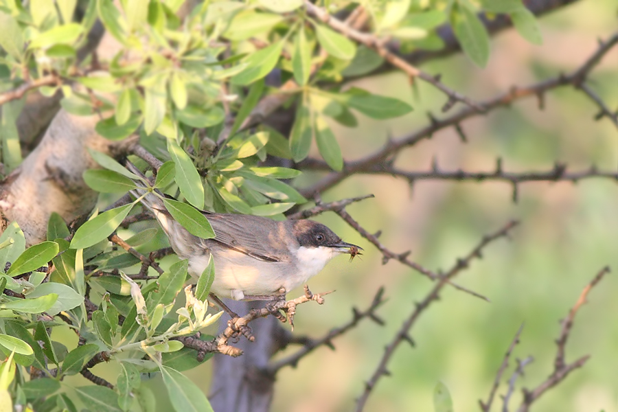 Eastern Orphean Warbler