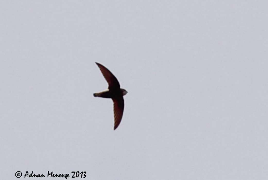 Little Swift