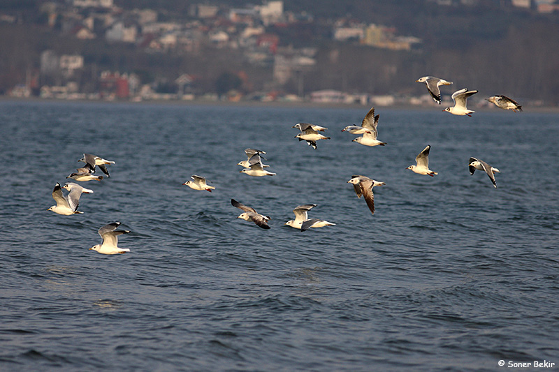 Common Gull