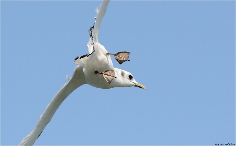 Black-legged Kittiwake