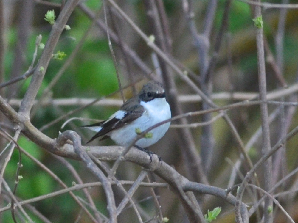 European Pied Flycatcher
