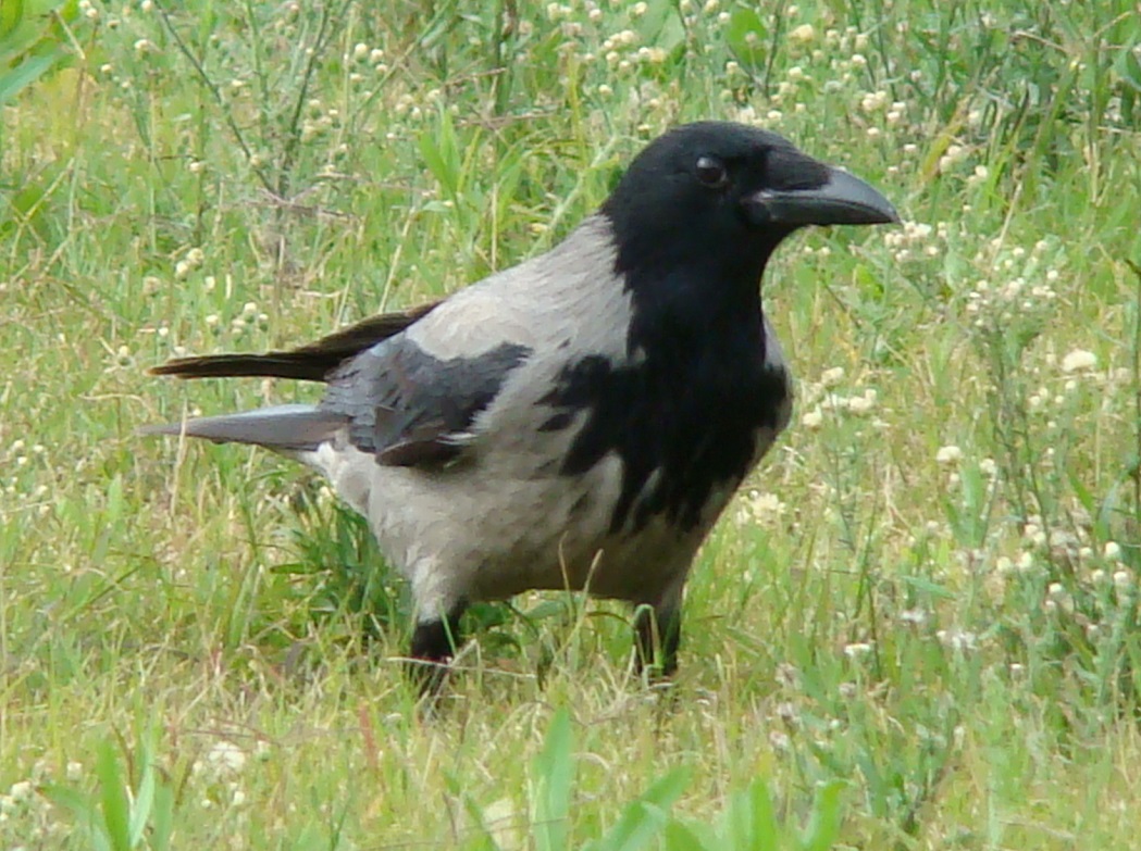 Leş Kargası