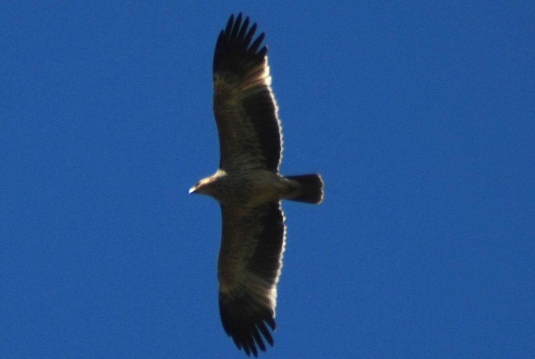 Şah Kartal
