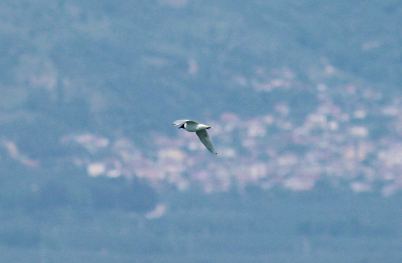 Akdeniz Martısı