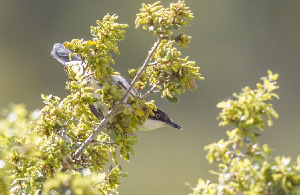 Eastern Orphean Warbler