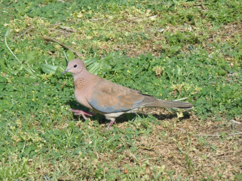Küçük Kumru