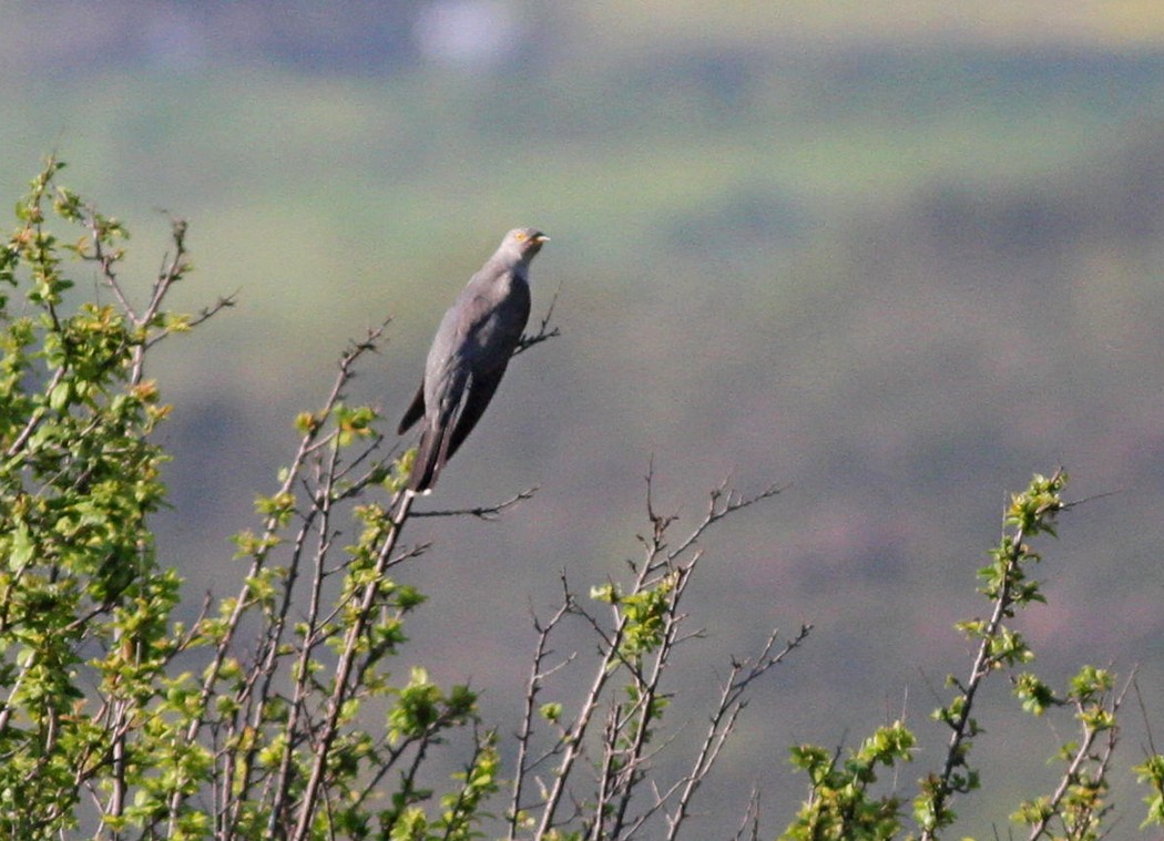 Common Cuckoo