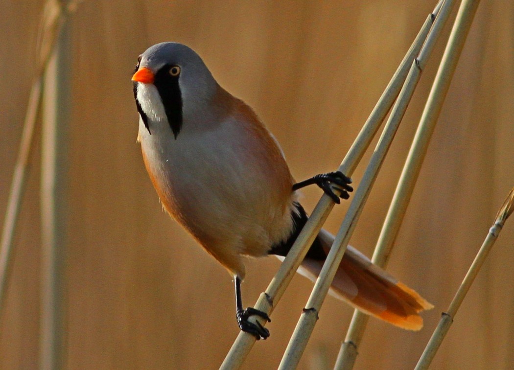 Bearded Reedling