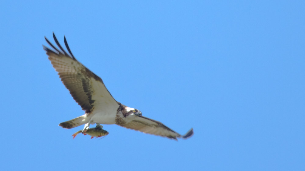 Osprey