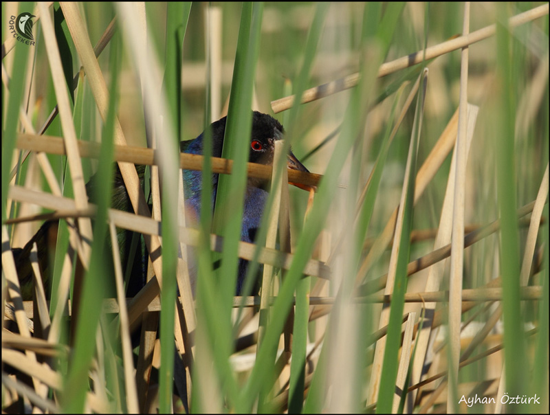 Allen`s Gallinule