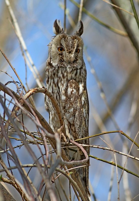 Long-eared Owl