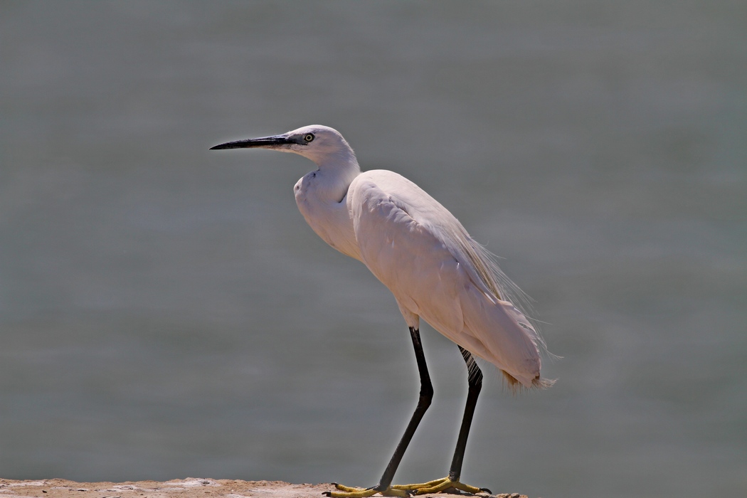 Little Egret