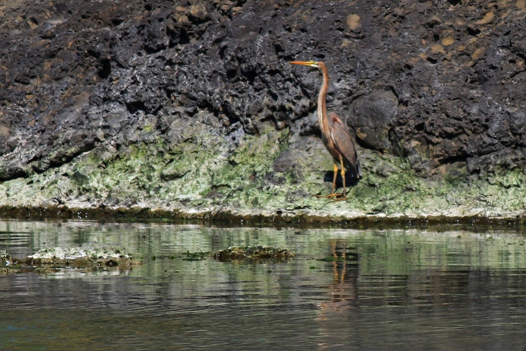 Purple Heron