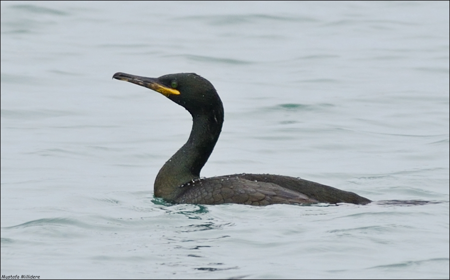 European Shag