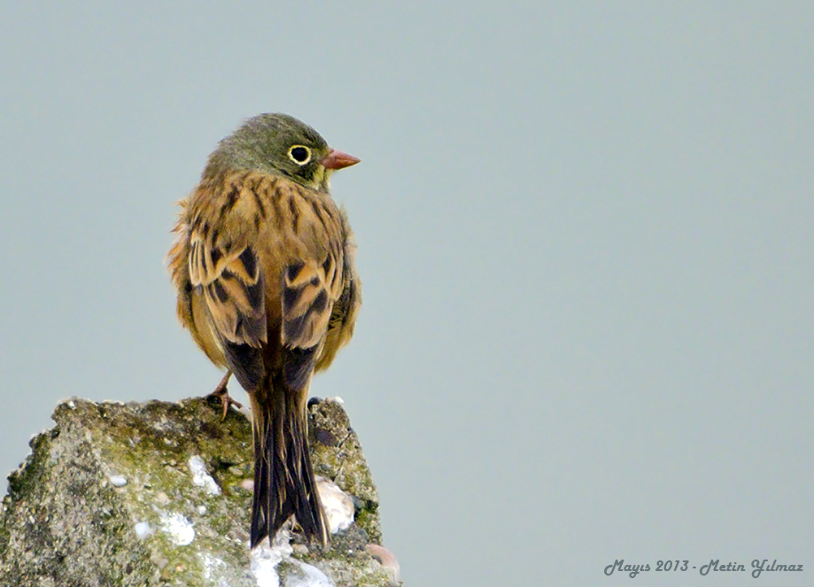 Ortolan Bunting