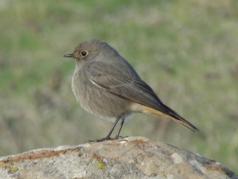 Black Redstart