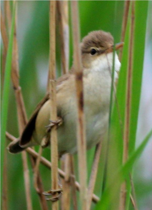 Common Reed Warbler
