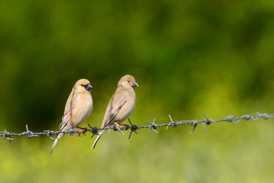 Desert Finch
