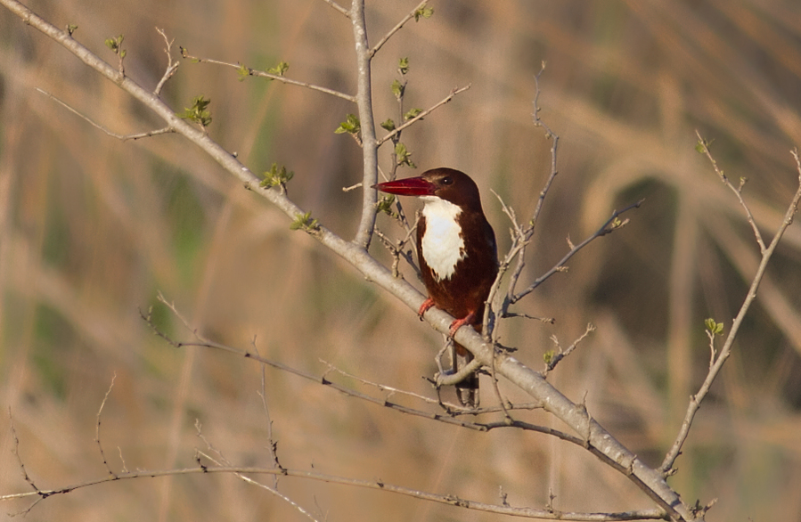 White-throated Kingfisher