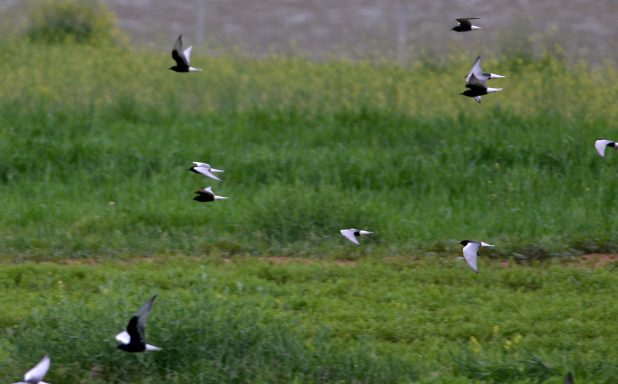 White-winged Tern