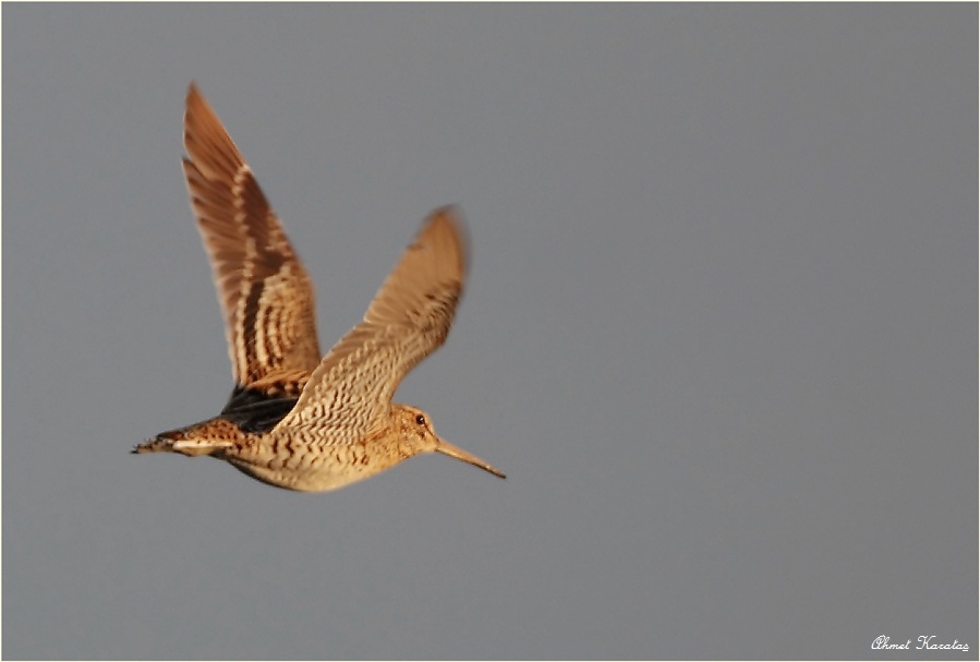 Great Snipe