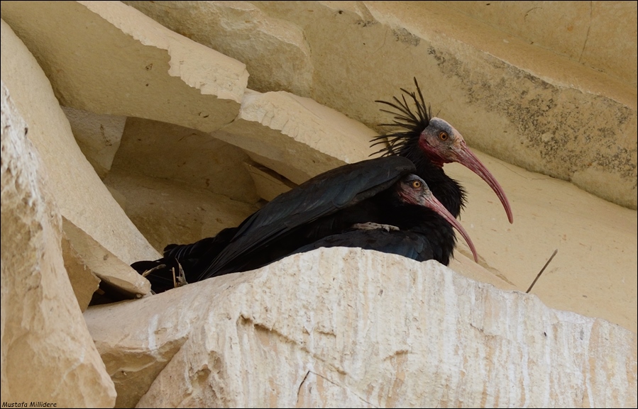 Kelaynak