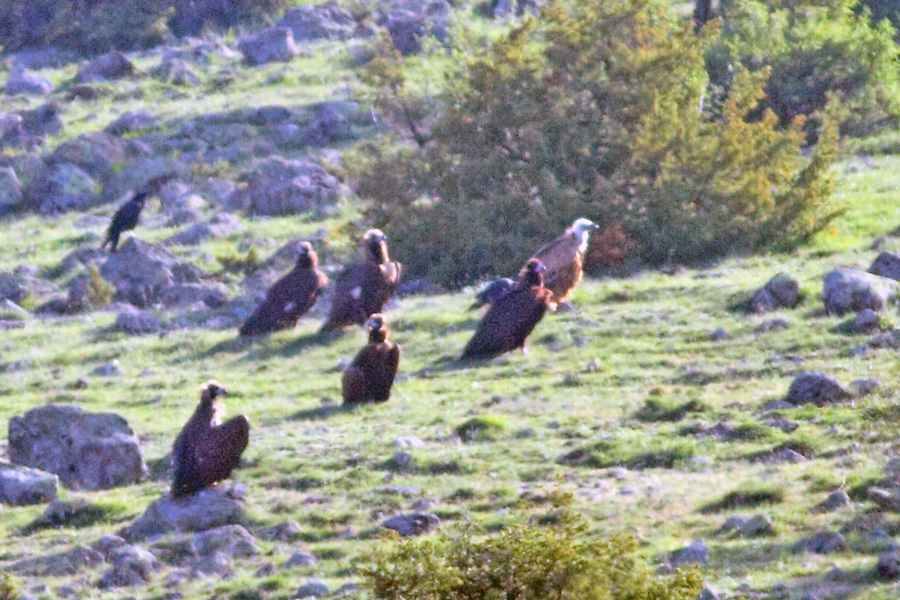 Kızıl Akbaba