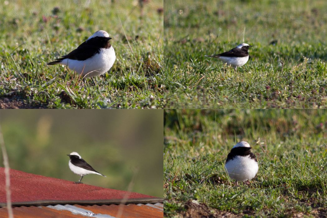 Pied Wheatear