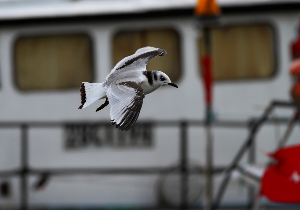Black-legged Kittiwake