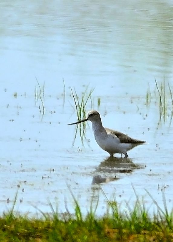 Terek Sandpiper