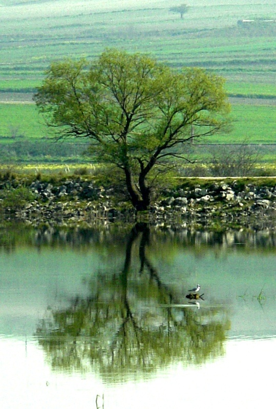 Gümüş Martı