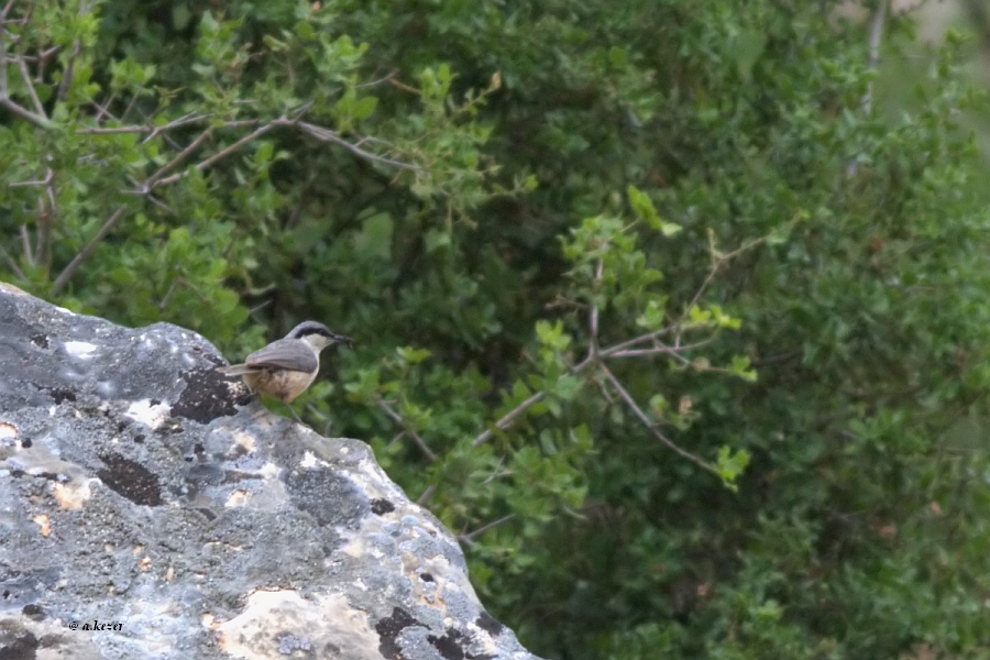 Eastern Rock Nuthatch