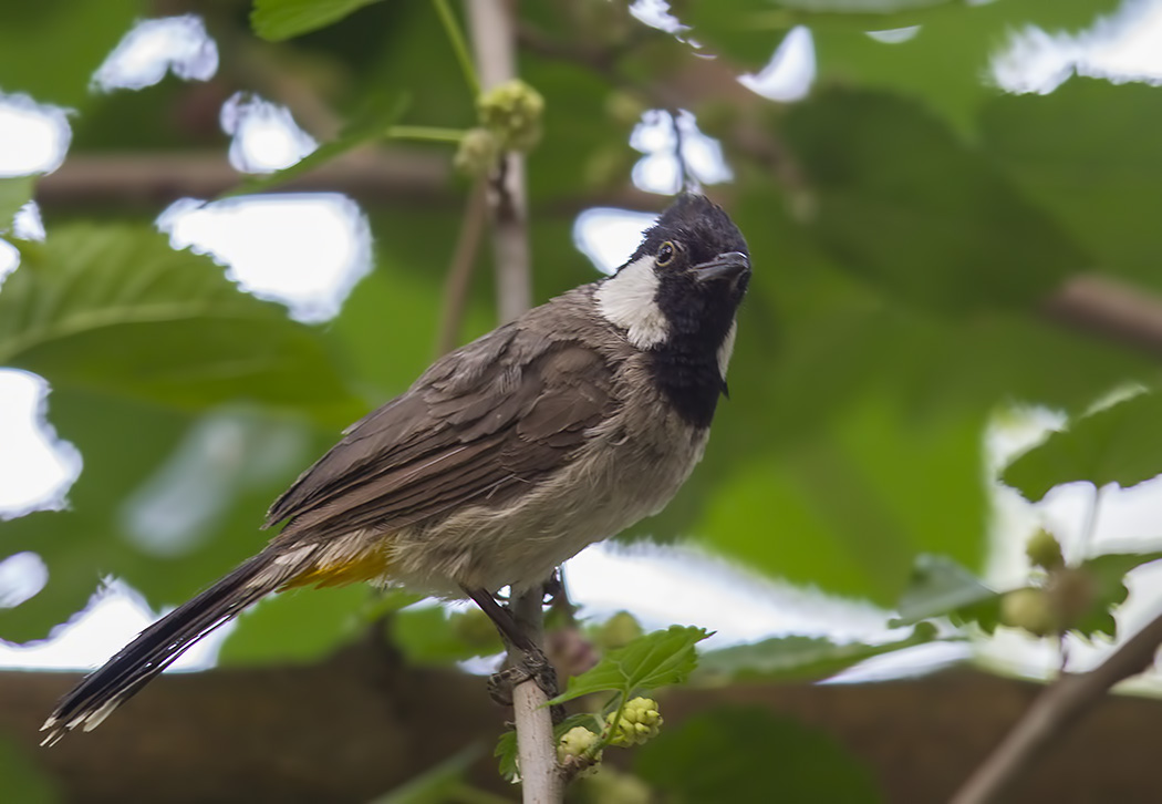White-eared Bulbul